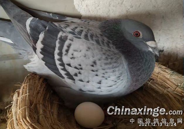 �������Ϸ����