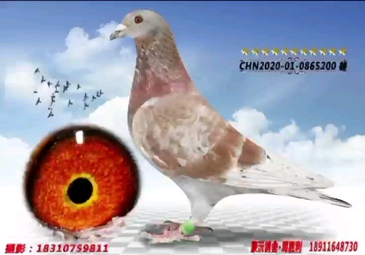 �ҿ���˧���ص���ɴ������˧��������Դ