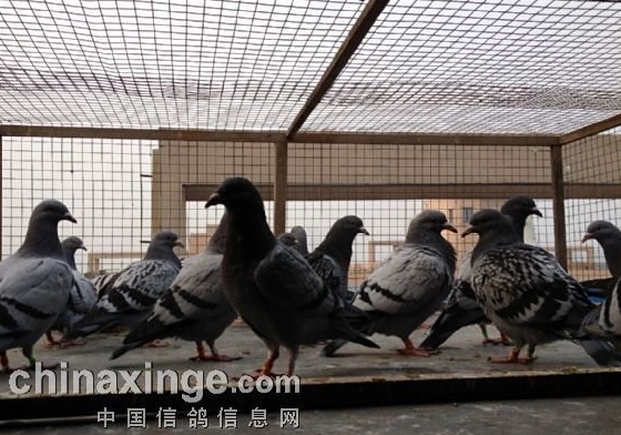 �����Ǹ���