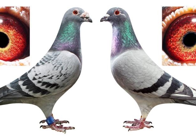 �߽���̶��ղɭ�� ���ܴ�ʦ���������֮��