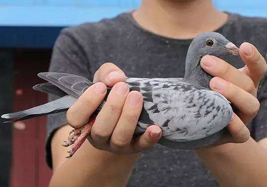 ���ɲб��ܽ� �ĺ�ʹ�����ѹ�