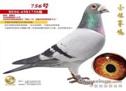 �ٰ��������п� ̫ϲ����һ·������