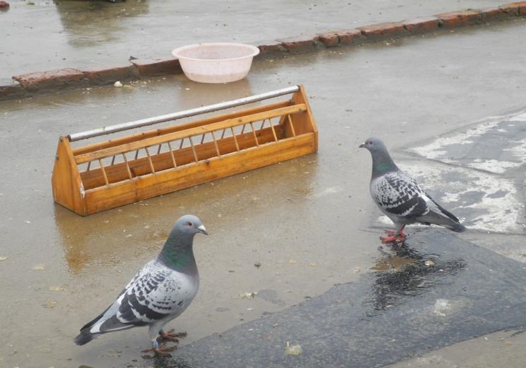 ����ø� ԭ������������Ӯ�ң�