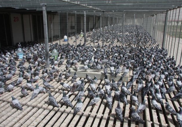 ����￪��20����������