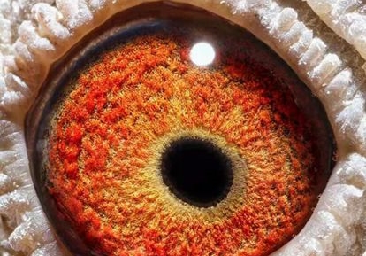 �����۲¹ھ�