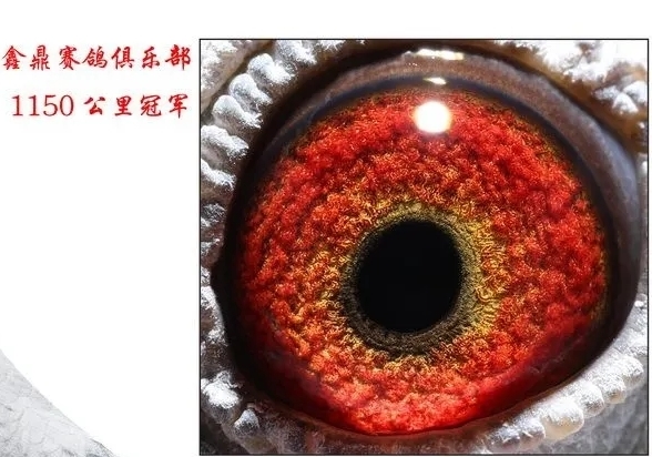 ǧ�����������ɰ�������