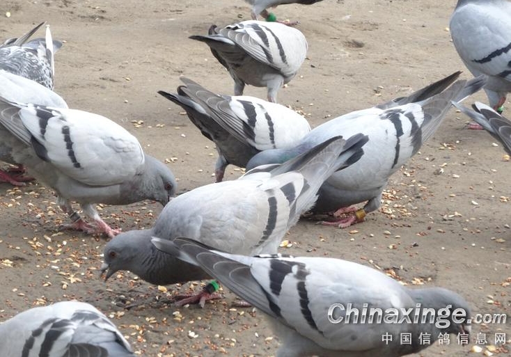 ����ɱ������ ���ɴ��Ȱ�ң�ɱ��Ҳ�ɲ���