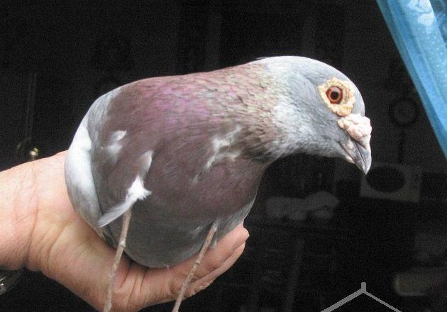 ����ǿ�롱ƴ�����һ���� ������Ϊ����Ӯ�ùھ�