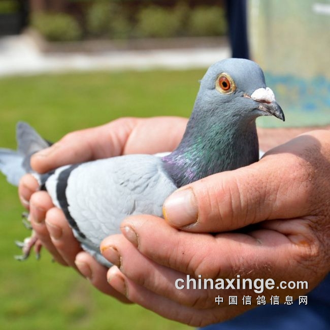 �����������ô�㣿�̵�20��������һŷ���ھ�