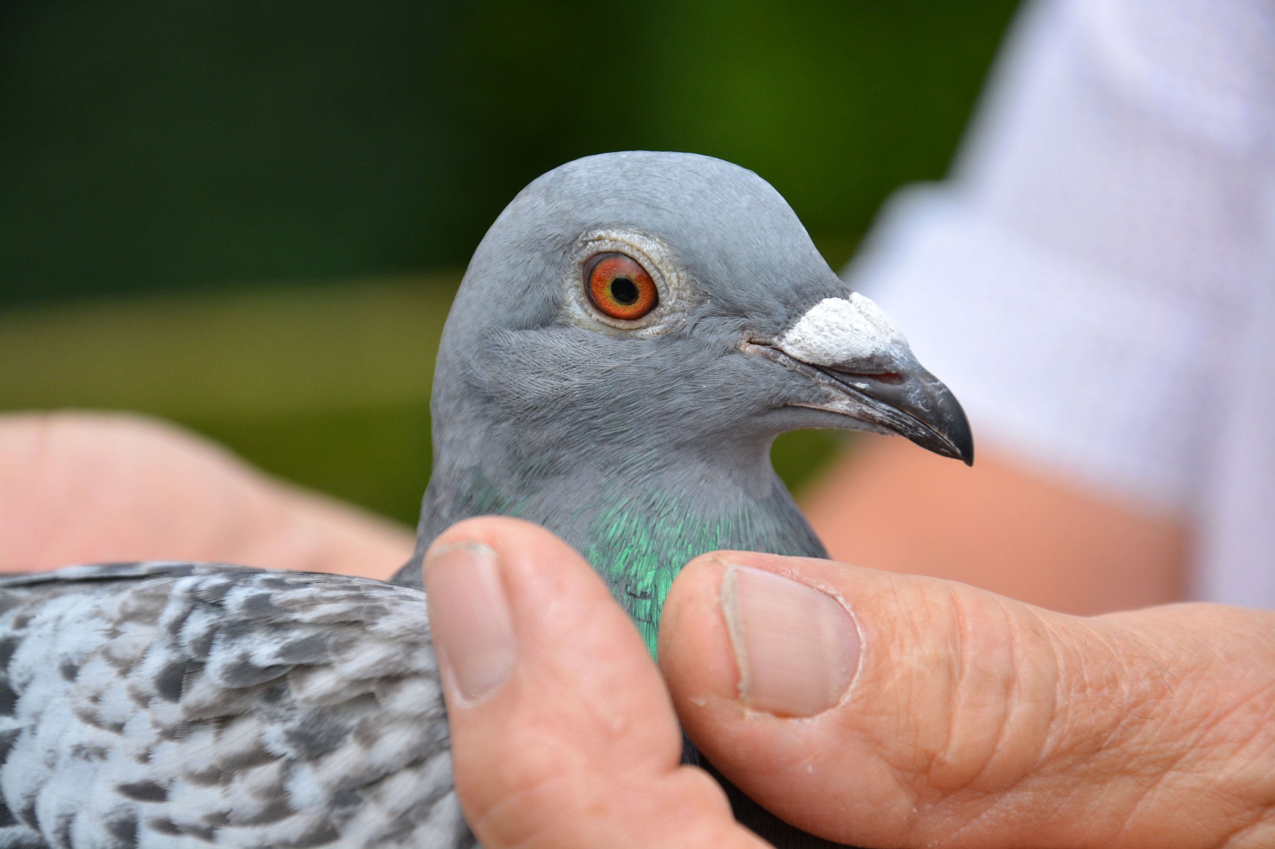 ÿ��һ�룺��ɰ���������۶�1.8����ھ�