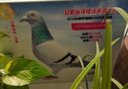 �ط����͹�����