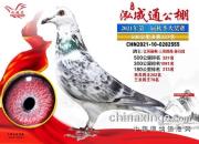 �ط���ֱ��500������ ��һ�����������