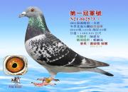 台湾大规模海翔：十万羽拼到第四关残存仅2.6%