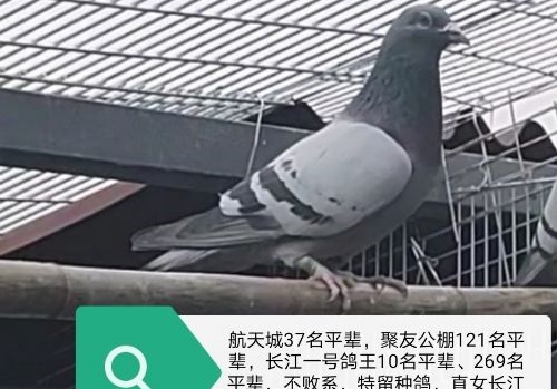 鸽子从不喂药 2022备战云贵川高端公棚