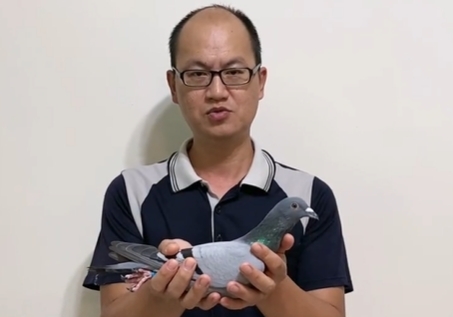 台湾阿俊经验分享 快速了解玩鸽妙招