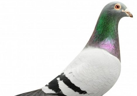 ÿ��һ�룺���������� ��������Թھ�