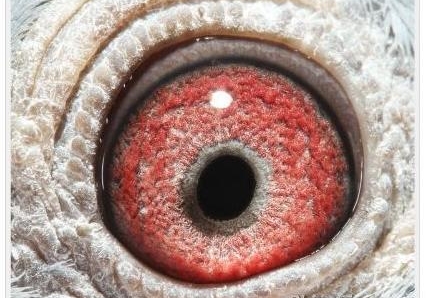 ��Ѫ�����ӽ����� ��������С��