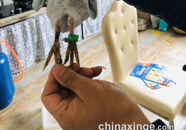 ע�ܸ� ��ԭ�� ��뱻ƭ������Ϊ��
