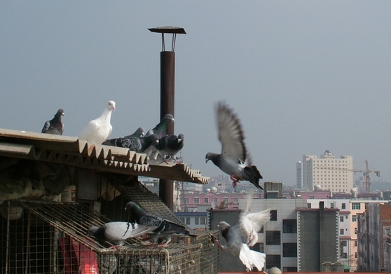 ����鳲ѵ��