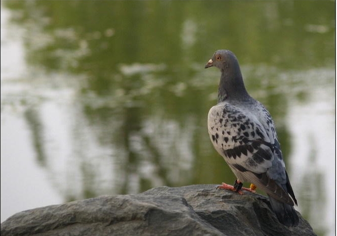 ���ۣ�Ϊ���ƹ�û��֪�������£�