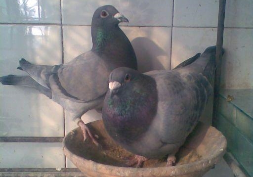 ��������Ƿ���ǰ;��