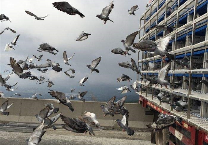 ��˵��Ѫ�� Ϊ�������죿