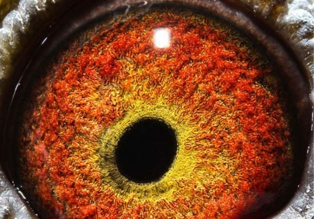 ������ʶ�ھ��𰸽��� �������