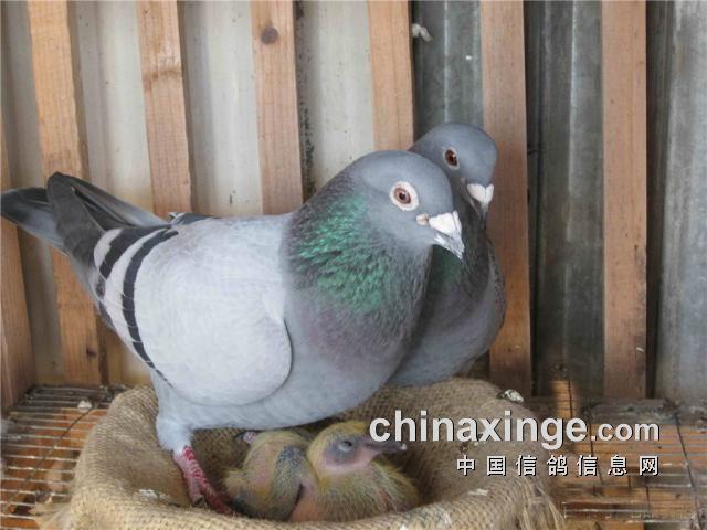 西安赛鸽强豪李军峰夺冠之秘诀：“二呕一”