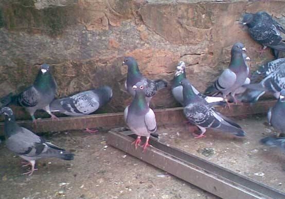 ����ʤ���� ������Էɳ��ھ� 