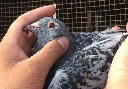 ����ʶ�飿����ͷ�족��Ӣ��
