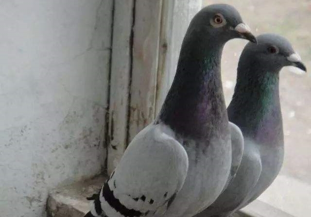 һ������ԣ��Ƹܽ��׻�Ѫ �ȶ���