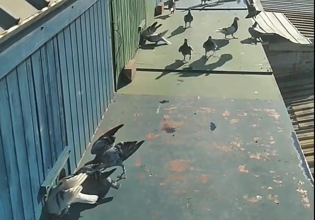 �����ٶ���ôѵ����