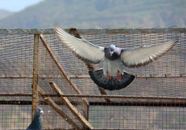 ˦���µ����챻��ѵ�� �¸�ֱ����ʵ