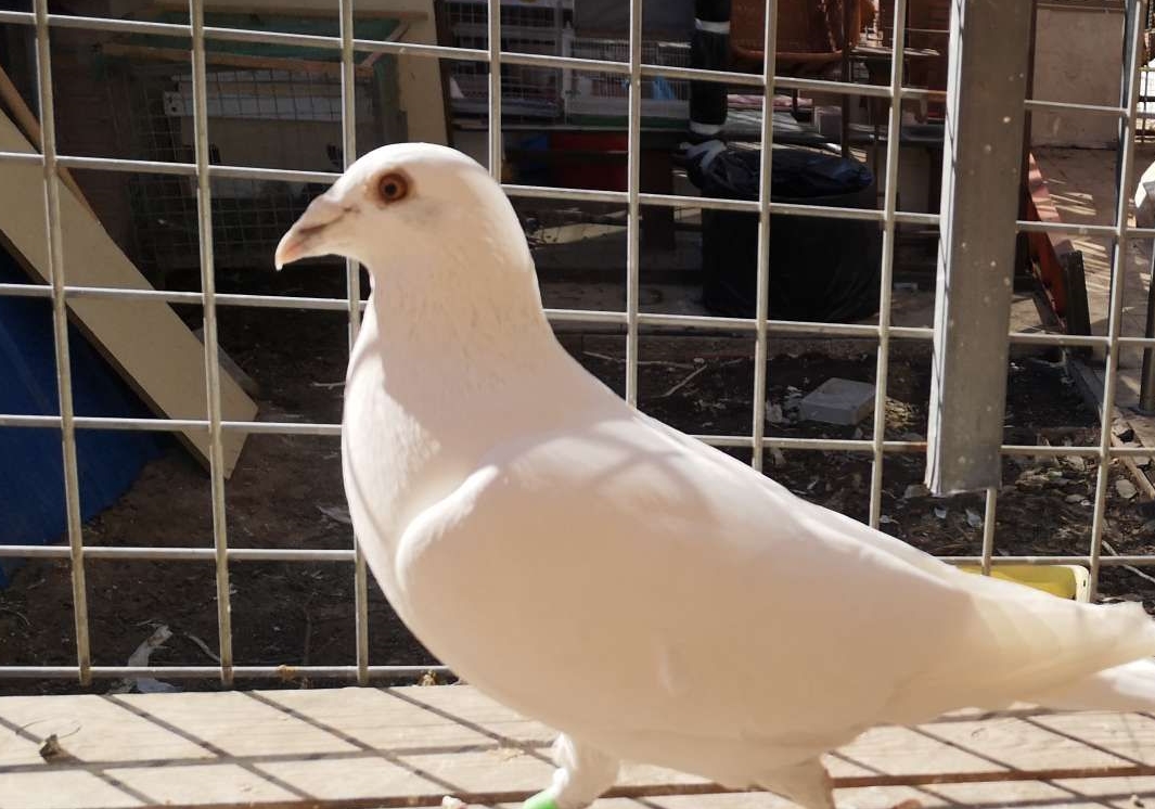 ɹɹ2022��Զ���ͼ��