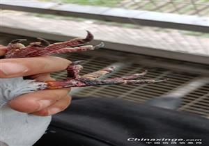 �����ع����� ˫���޷�վ����ǿ�鳲