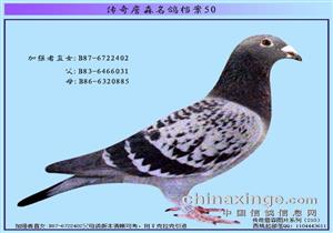 ����ղɭ���뵵������ǿ��ֱŮ