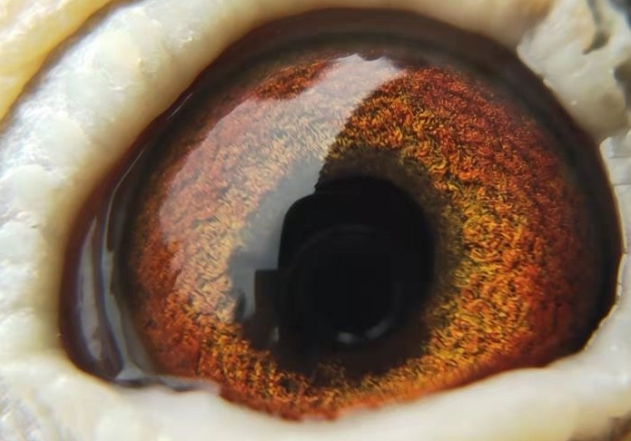 ��Ѫ�������ĸ