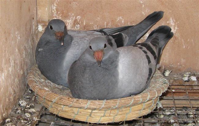 ���ۣ��׸�5����ѵ��һСʱ ��Ǳ����