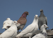 ��н�����ˣ�һ�����¸�ʧҵ��ũ������