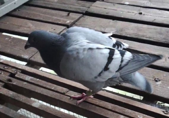 ������һ��������������