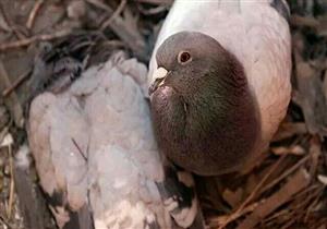 ��ֻ���ӵİ�����£��˰�����������