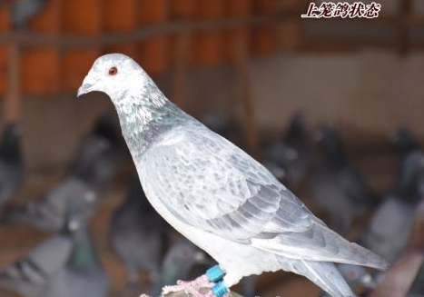 �ѷɣ����ϴ�������߷��ٵ͹鳲����
