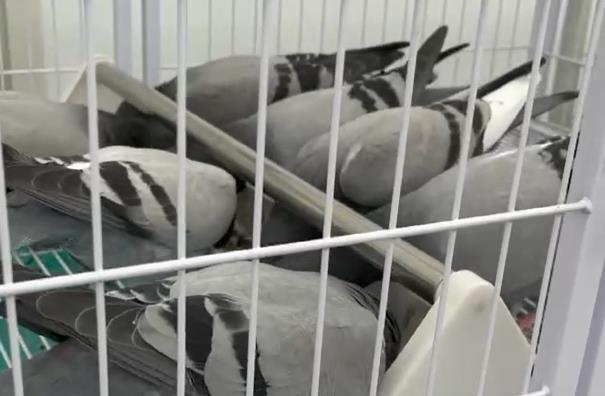 �׸��ʱ�����