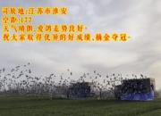 ���籼�� ɽ�������������ɳ�1718��