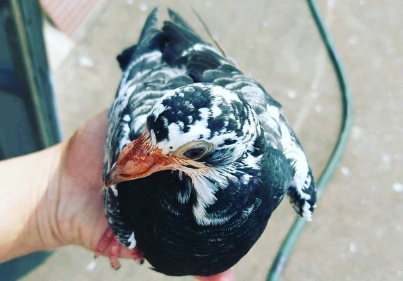 Ҫ��Ҫ����ǧ����鳲�룿