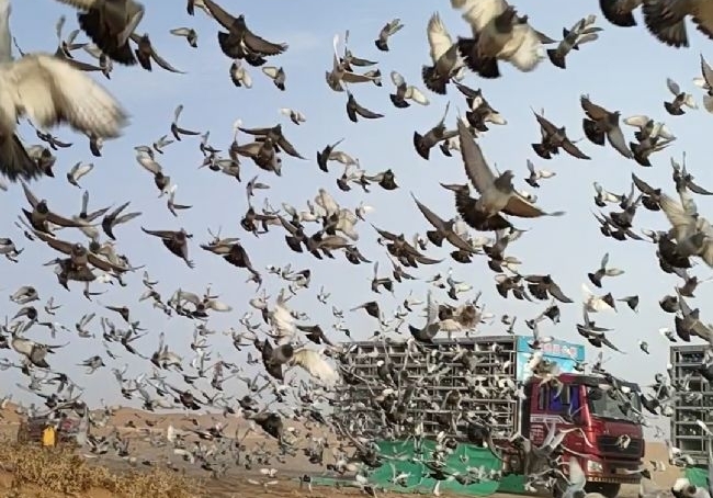 ��Ӯ����ڶ�����1597�߷��٣�