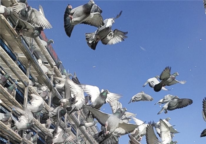 ǧ������롰��Ѳ�������