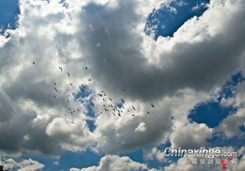 ���ۣ��߷��ٵ͹鳲 ���괺����ô����ô�ѣ�