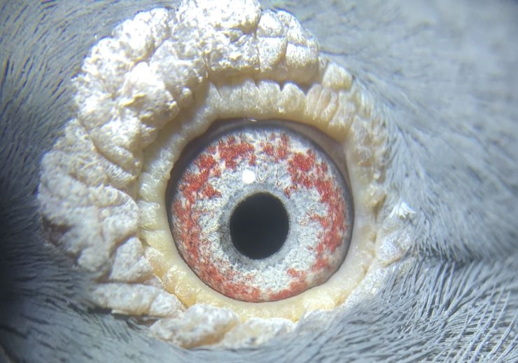 �ϰ����������۸���ô�䣿