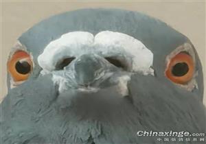 ��н�����ˣ�������͵���� ���ٿ���һ�����ԣ�